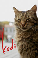 Kedi (gatos de Estambul)
